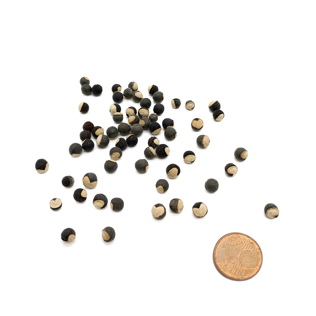 Cardiospermum halicacabum - cardiospermo (10 semi)