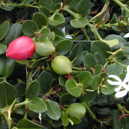 Carissa grandiflora - Prugnetta del Natal, gelsomino africano (Vaso 15 cm)