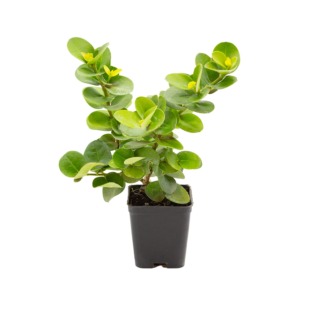 Carissa grandiflora - Prugnetta del Natal (Vaso quadro 7x7x10 cm)