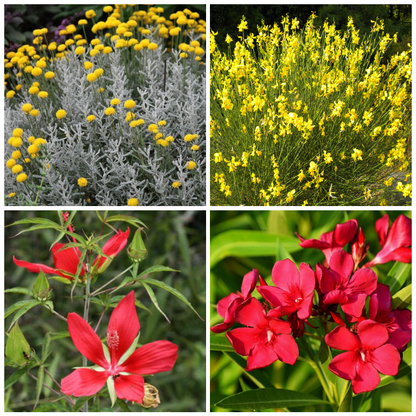 Set 40 alveoli "Fiori rosso/gialli"