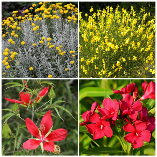 Set 40 alveoli "Fiori rosso/gialli"