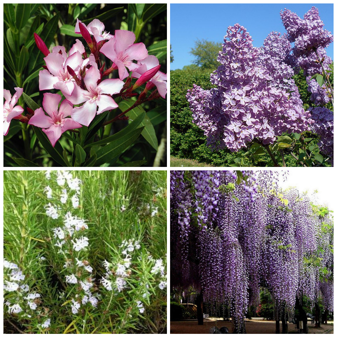 Set 40 alveoli "Fiori rosa/viola/bianchi"