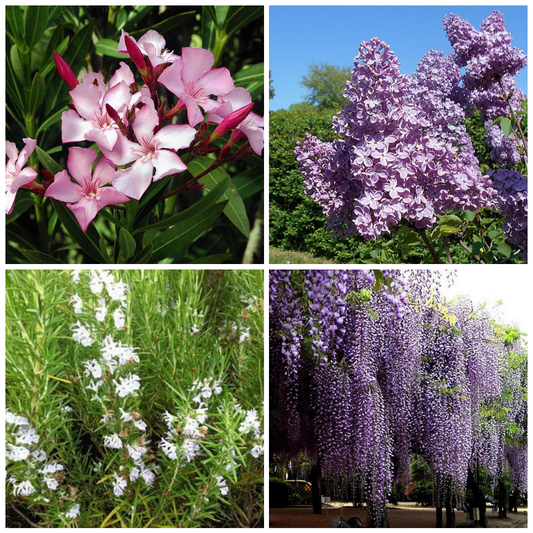 Set 40 alveoli "Fiori rosa/viola/bianchi"