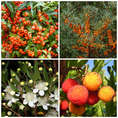 Set 40 alveoli "Siepi"