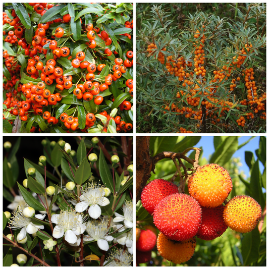 Set 40 alveoli "Siepi"