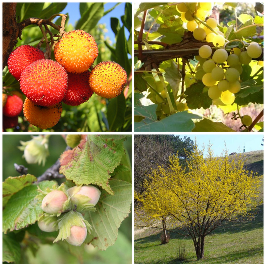 Set 40 alveoli "Frutta fresca, frutta secca"