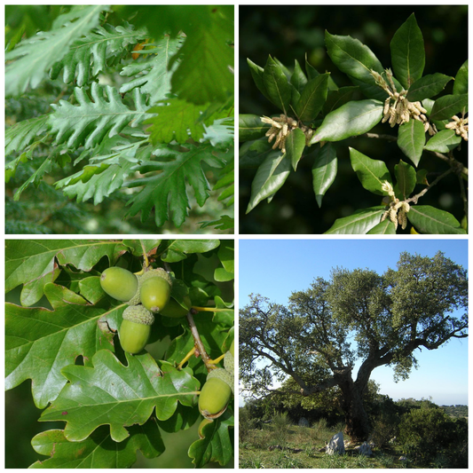 Set 40 alveoli "Viale di querce autoctone"