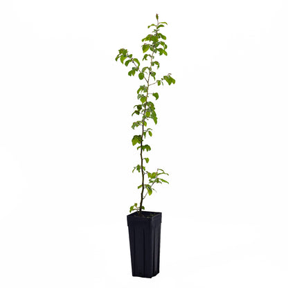 Carpinus Betulus - White Hornbeam (Square Vase 9X9X20 Cm)