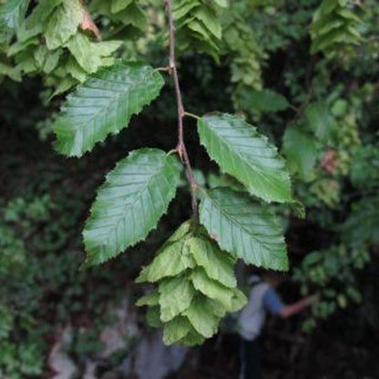 Carpinus orientalis VivaiMDB