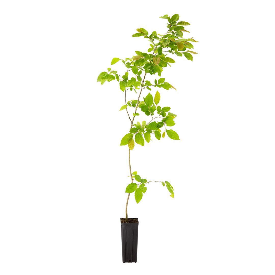 Carpinus betulus cv "fastigiata" - carpino piramidale (Vaso quadro 9x9x20 cm)