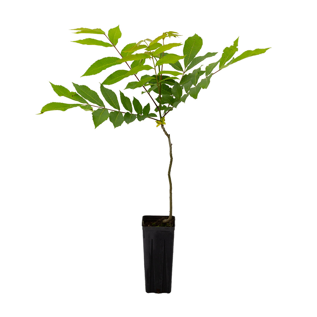 Carya illinoinensis - noce pecan (Vaso quadro 9x9x20 cm)