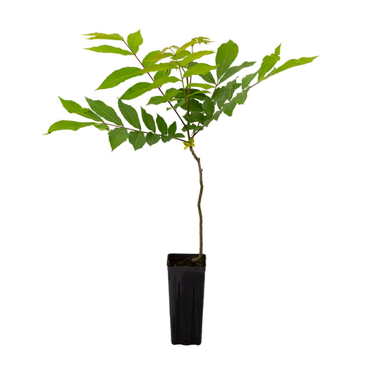 Carya illinoinensis - noce pecan (Vaso quadro 9x9x20 cm)