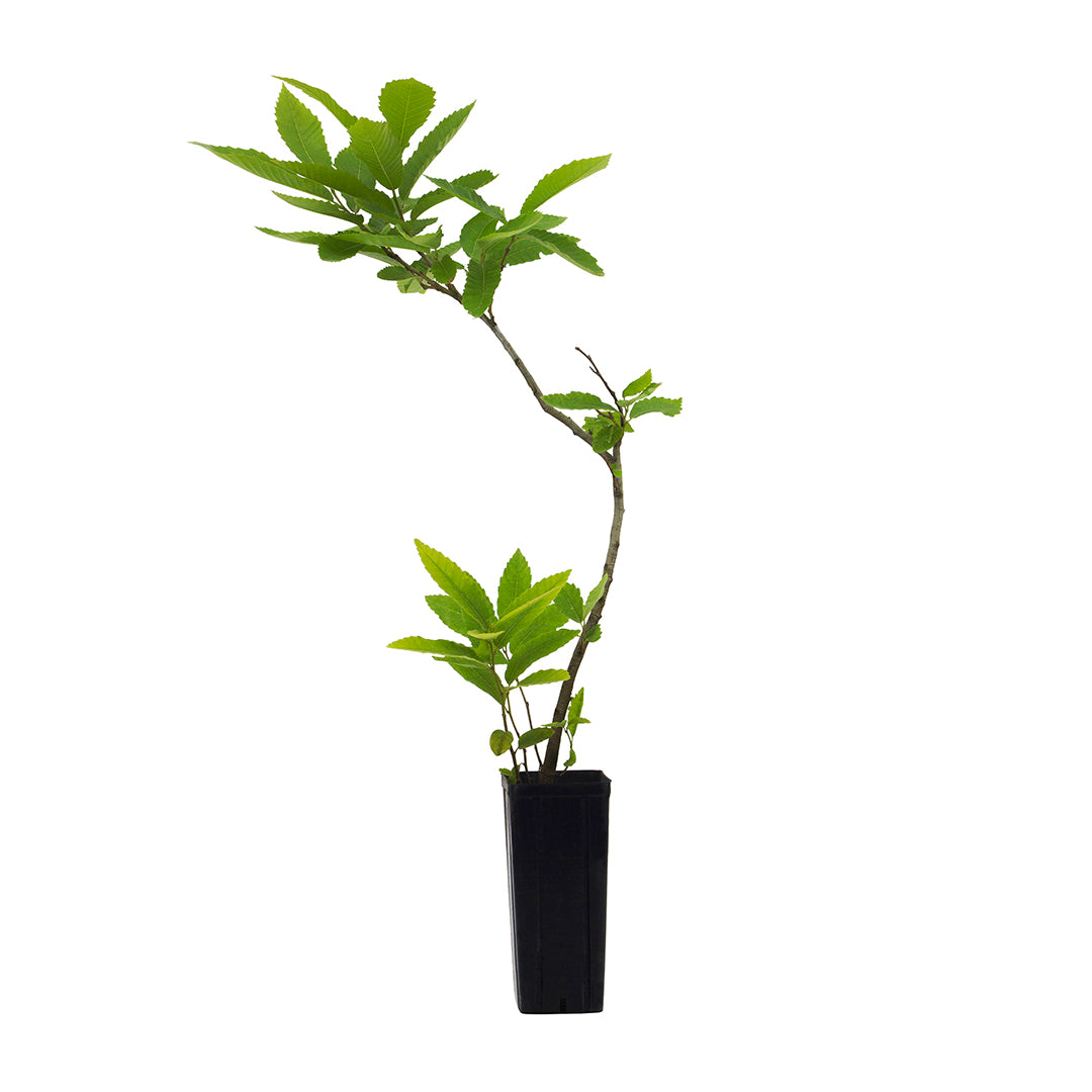 Castanea sativa - chestnut (Square vase 9x9x20 cm)