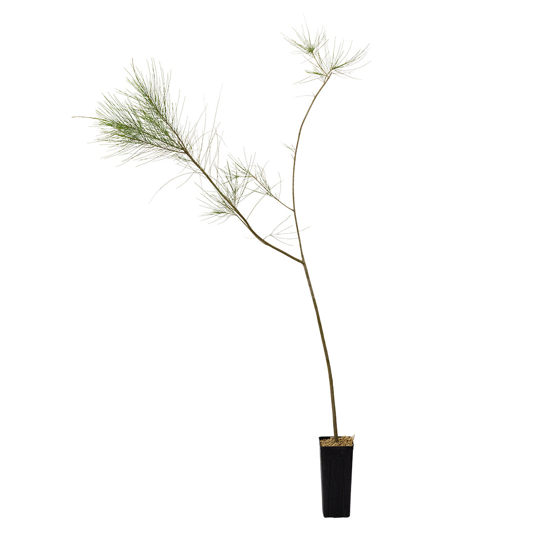 Casuarina cunninghamiana - casuarina (Vaso quadro 9x9x20 cm)