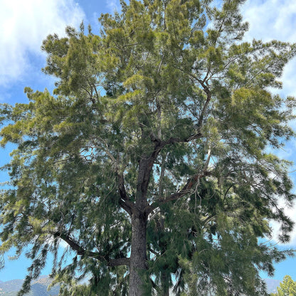 Casuarina cunninghamiana - casuarina (Vaso quadro 9x9x20 cm)