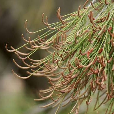 Casuarina cunninghamiana - casuarina (Vaso quadro 9x9x20 cm)
