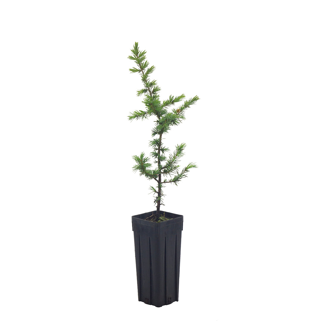 Cedrus atlantica - Atlas cedar (Square vase 9x9x20 cm)