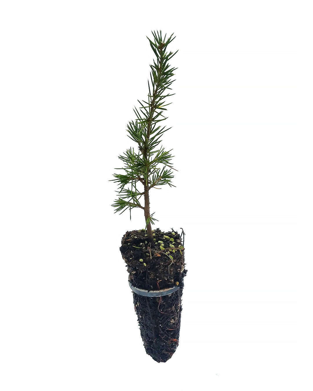 Cedrus Libani - Cedar of Lebanon (Forestry Alveolo)