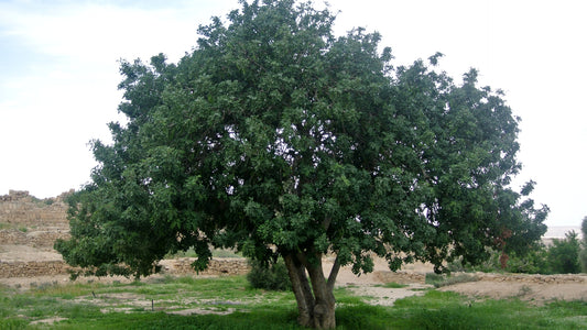 Ceratonia siliqua - carob (Square vase 9x9x20 cm)