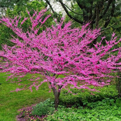 Cercis chinensis - Chinese cercis (25 seeds)