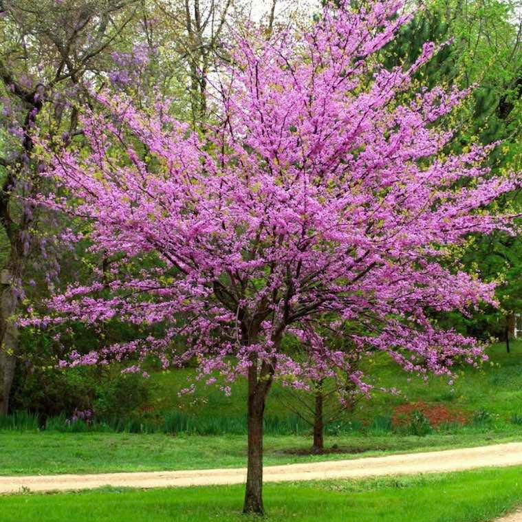 Cercis canadensis VivaiMDB