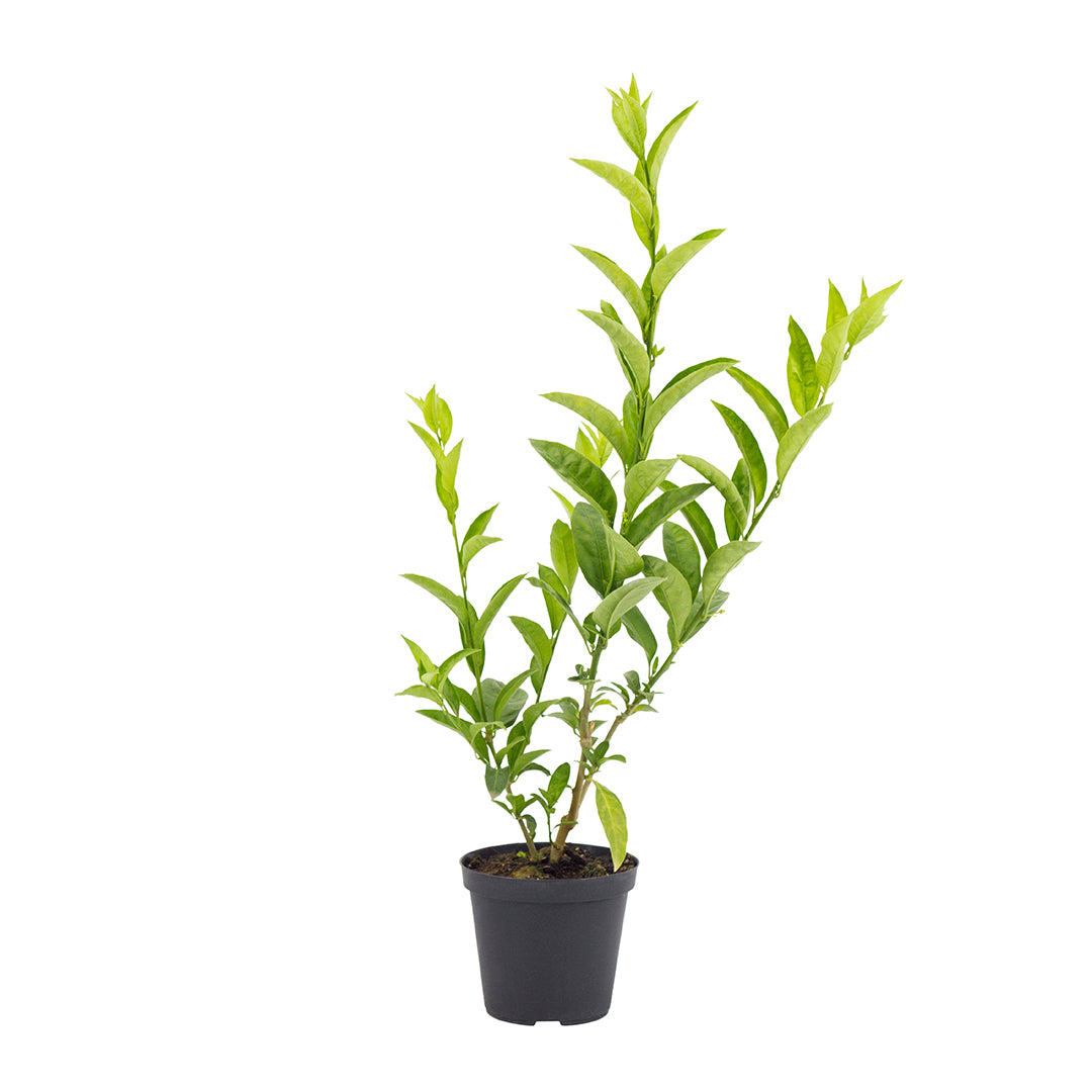 Cestrum nocturnum - night jasmine (15 cm pot)