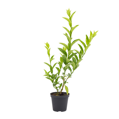 Cestrum nocturnum - gelsomino notturno (Vaso 15 cm)