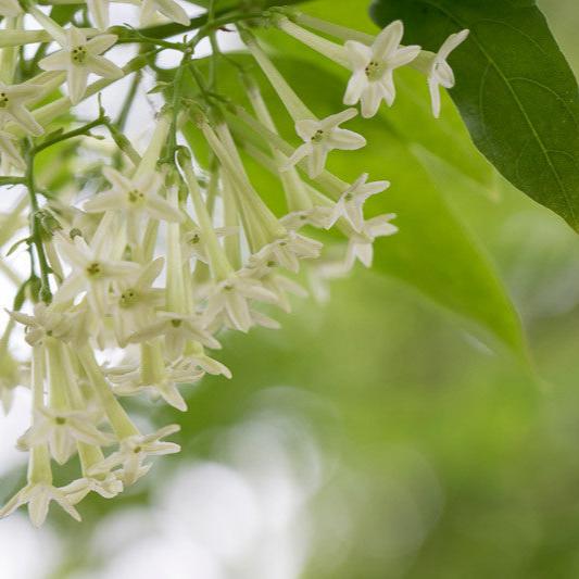 Cestrum nocturnum CARICO - gelsomino notturno (Vaso quadro 7x7x10 cm)