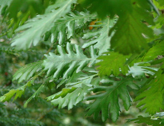 Quercus frainetto - Farnetto (Square vase 9x9x20 cm)