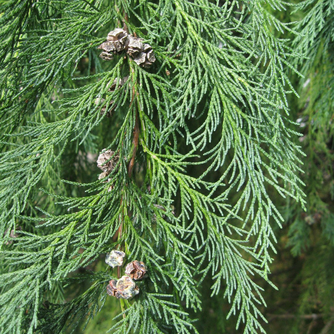 Chamaecyparis lawsoniana - cipresso di Lawson (10 piante a radice nuda)