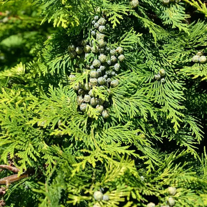 Chamaecyparis lawsoniana - cipresso di Lawson (10 piante a radice nuda)