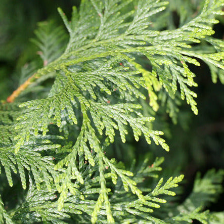 Chamaecyparis lawsoniana - cipresso di Lawson (10 piante a radice nuda)