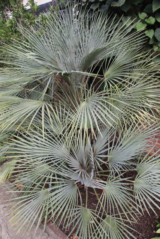 Chamaerops humilis var. cerifera - palma nana blu (10 semi)