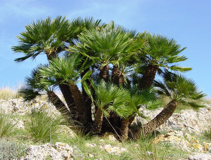 Chamaerops humilis - dwarf palm (Square vase 9x9x20 cm)