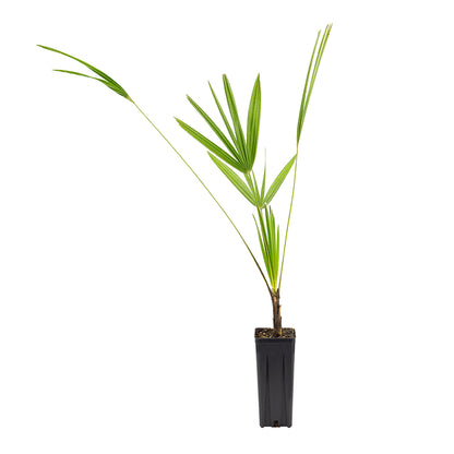 Chamaerops humilis - dwarf palm (Square vase 9x9x20 cm)