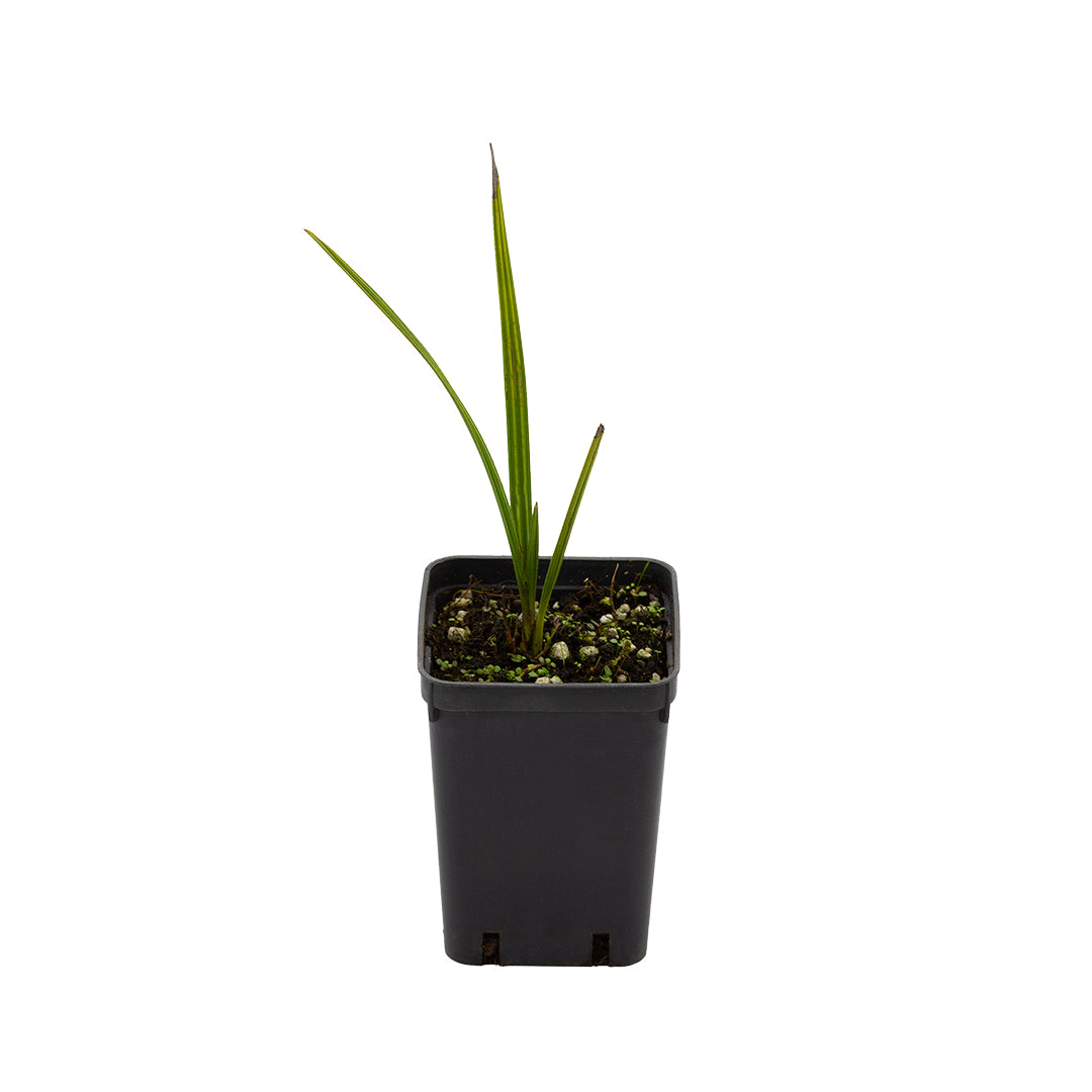 Chamaerops humilis var. cerifera - palma nana blu (Vaso quadro 7x7x10)