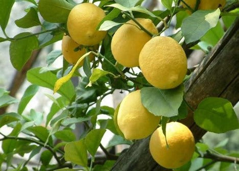 Citrus limon cv "Meyer" - limone Meyer (Fitocella)