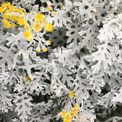 Cineraria maritima - senecio argentato (Vaso quadro 7x7x8 cm)