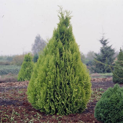 Chamaecyparis lawsoniana - cipresso di Lawson (10 piante a radice nuda)