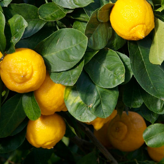 Citrus aurantiifolia var. limetta - limetta dolce (Alveolo forestale)