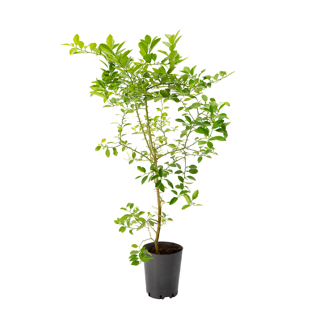 Citrus aurantiifolia var. limetta - limetta dolce (Vaso 18 cm)