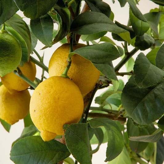 Citrus limon cv "Lunario" - limone 4 stagioni (Vaso quadro 7x7x8 cm)