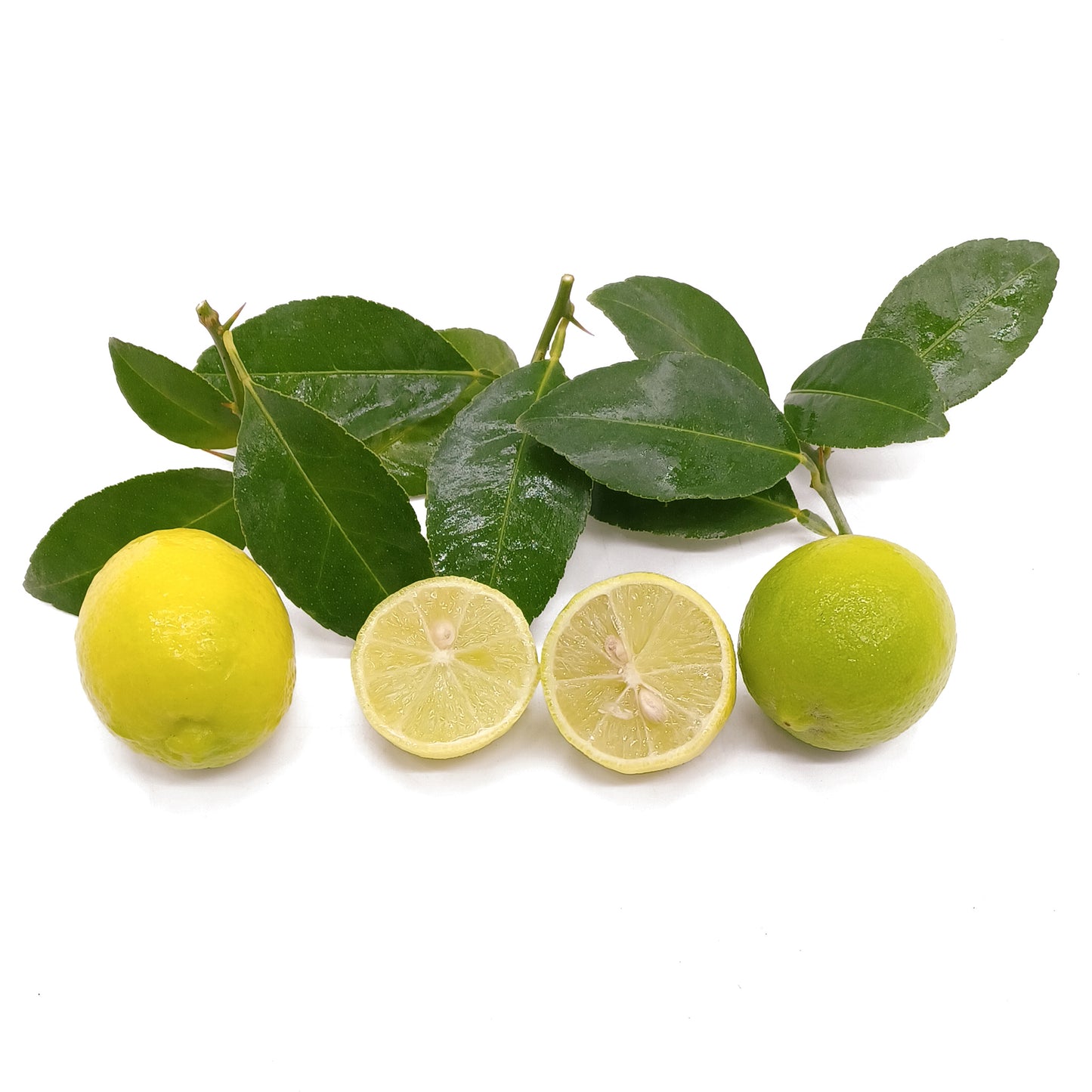 Citrus aurantiifolia var. limetta - limetta dolce (Vaso 18 cm)