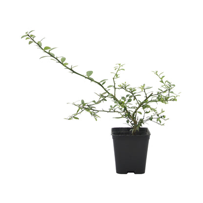 Citrus australasica cv "white pulp" - caviale di limone (Vaso quadro 7x7x8 cm)