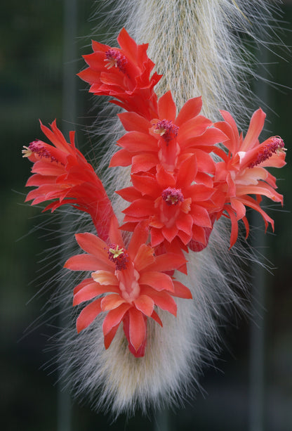 Cleistocactus (syn. Hildewintera) winteri subsp. colademononis - monkey tail (Square vase 7x7x10 cm)