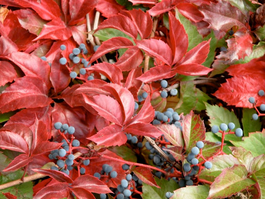 Parthenocissus quinquefolia - vite americana (Vaso 18 cm)