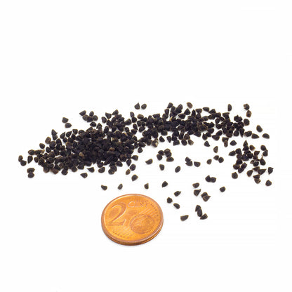 Consolida regalis (syn. Delphinium consolida) - larkspur (50 seeds)