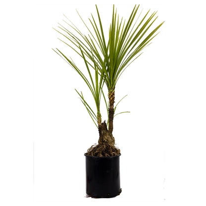 Cordyline australis - cordilinea (Pot 30 cm)