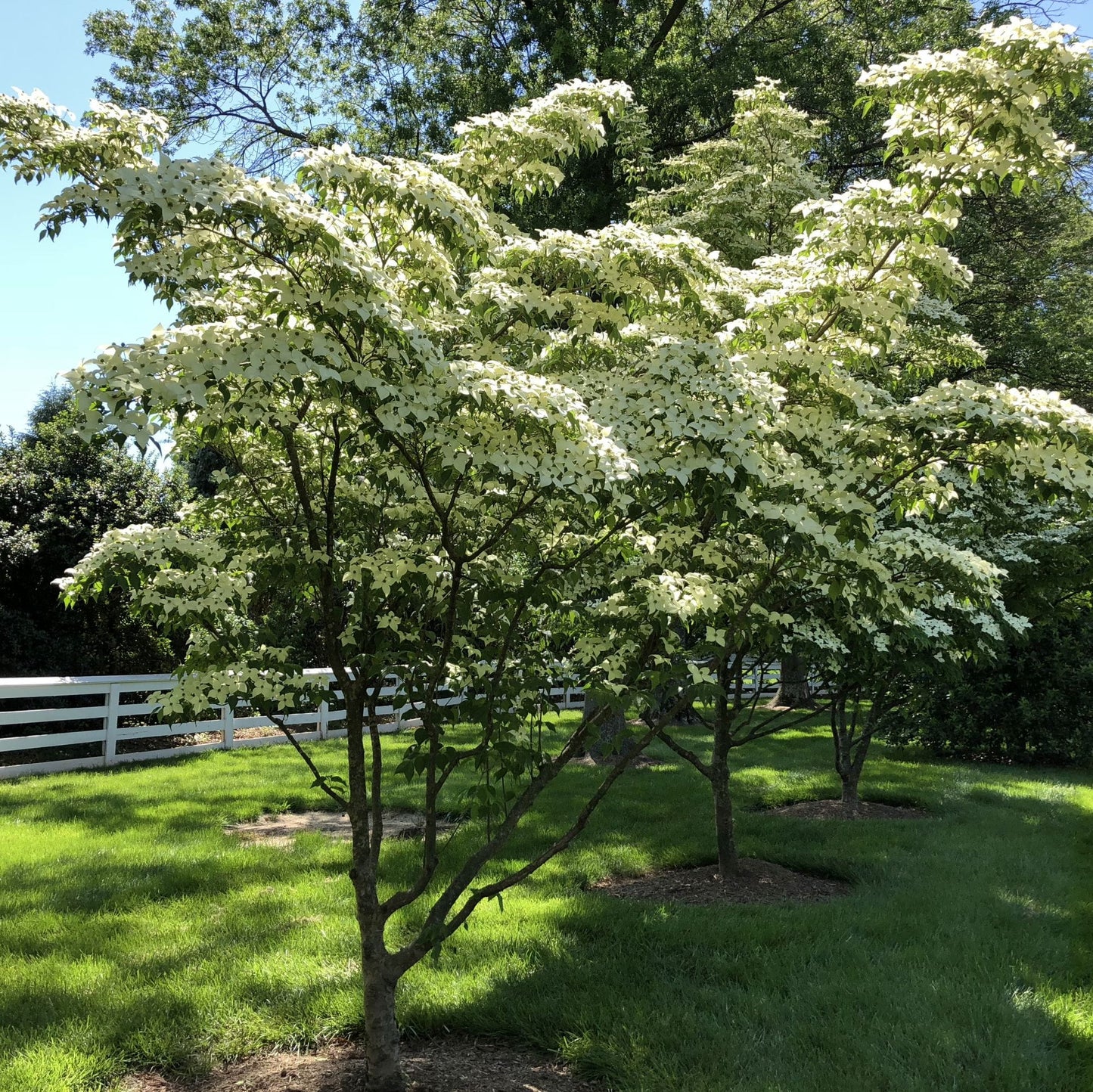 Cornus kousa - Japanese dogwood (white flower) (Pot 18 cm)