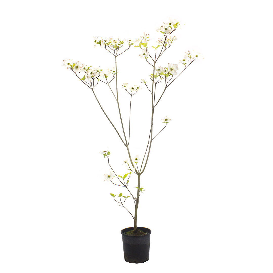 Cornus florida cv. "alba" - dogwood with white flowers (Pot 18 cm)